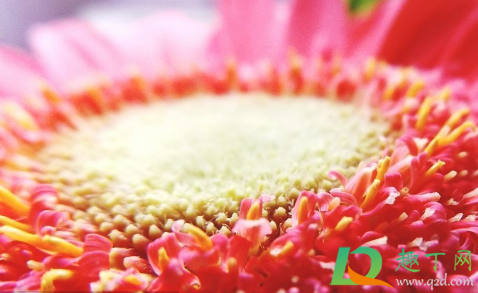 花粉如何保存还有活力(花粉的活性可以保持多久)