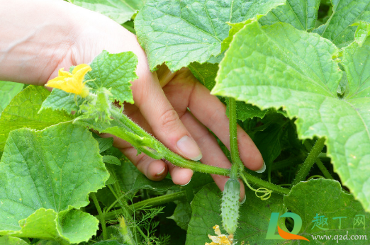 给黄瓜施肥能直接施在根部吗(黄瓜种植前应如何施基肥) 给黄瓜施肥能直接施在根部吗(黄瓜种植前应如何施基肥)