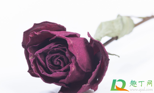 玫瑰干花变黑什么原因(玫瑰花花干黑了怎么回事儿)