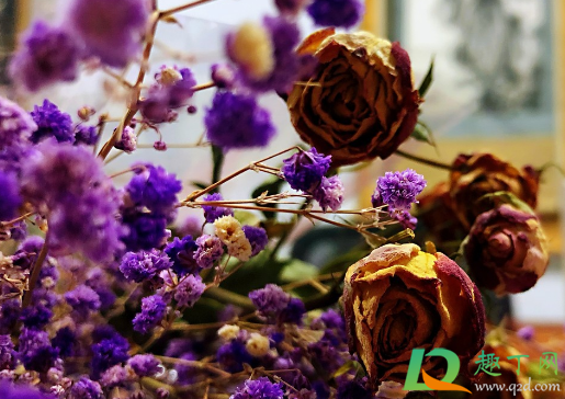 水粉颜料可以染干花吗(水粉颜料能染衣服吗) 水粉颜料可以染干花吗(水粉颜料能染衣服吗)