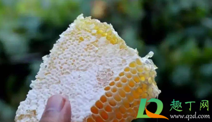 假蜂蜜加白酒有什么反应(蜂蜜放白酒怎么是真假)