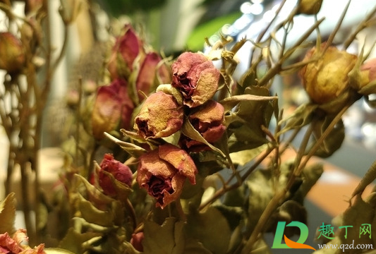 玫瑰花能直接倒挂风干吗(玫瑰花悬挂可以风干吗)