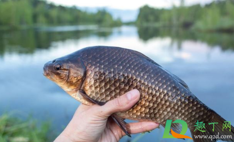 小野河鲫鱼会越钓越少吗(野钓为什么都是小鲫鱼)