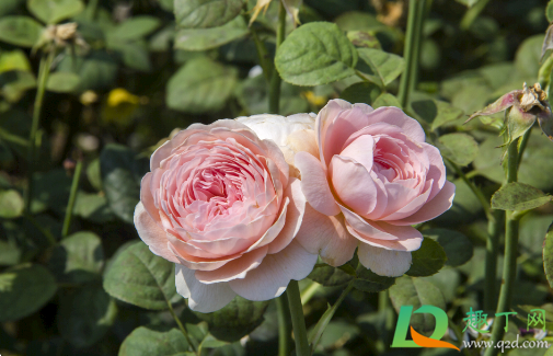 为什么粉玫瑰不能随便送人(粉红色玫瑰花不能随便送人)