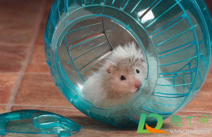 不让仓鼠跑转轮会死吗(仓鼠如果长时间没有转轮会死吗) 不让仓鼠跑转轮会死吗(仓鼠如果长时间没有转轮会死吗)