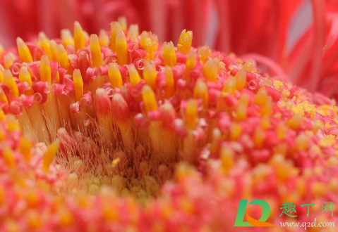 花粉如何保存还有活力(花粉的活性可以保持多久)