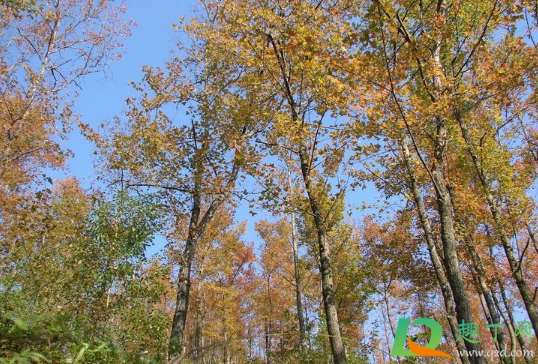 2020年冬天会有拉尼娜吗(2020年冷冬拉尼娜辟谣) 2020年冬天会有拉尼娜吗(2020年冷冬拉尼娜辟谣)