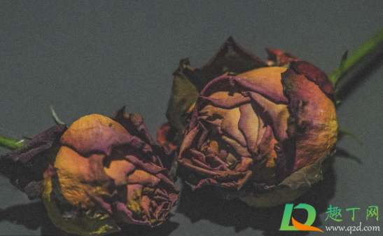 玫瑰花制作干花可以晒吗(鲜玫瑰花晒干怎么做) 玫瑰花制作干花可以晒吗(鲜玫瑰花晒干怎么做)