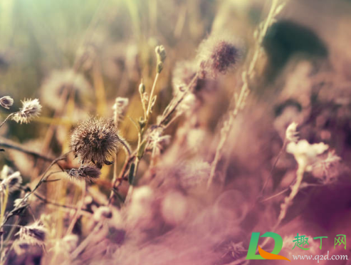 干花可以用玻璃柜放着吗(干花可以放在盒子里吗)