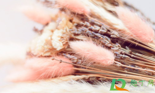 家里放干花影响时运吗(家里放干花影响桃花运吗)