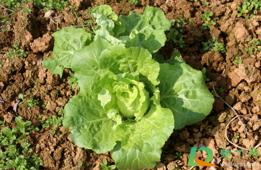 秋白菜用什么化肥合适(秋白菜什么时候施肥施什么肥)