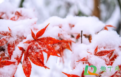 祭祖是清明节好还是冬至好(清明节哪天祭祖最好)