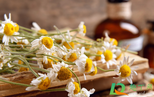 鲜花可以晒成干花不(鲜花怎么晒成花干)