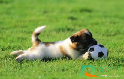 狗狗细小病毒几天可以喝水(狗狗得细小病毒三天想喝水怎么办)