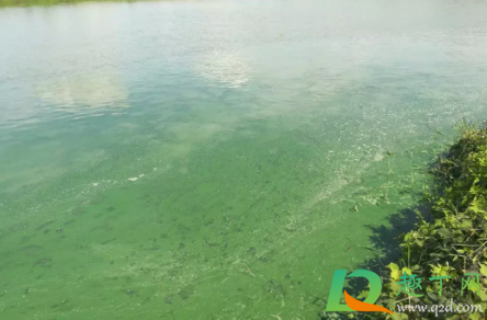 蓝藻细菌包括什么(蓝藻也称蓝细菌)