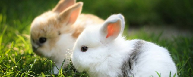 兔子怎么生宝宝(兔子怎么生宝宝的 作文)