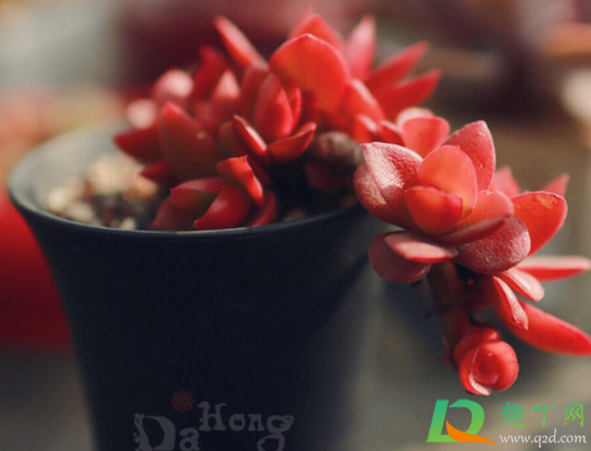 隔着玻璃晒多肉能出状态吗(多肉隔着玻璃晒太阳)