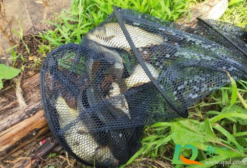 钓鱼为什么下午就没口(为什么傍晚钓鱼就没口了呢)