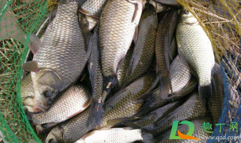 小野河鲫鱼会越钓越少吗(野钓为什么都是小鲫鱼) 小野河鲫鱼会越钓越少吗(野钓为什么都是小鲫鱼)