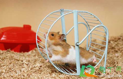 不让仓鼠跑转轮会死吗(仓鼠如果长时间没有转轮会死吗) 不让仓鼠跑转轮会死吗(仓鼠如果长时间没有转轮会死吗)