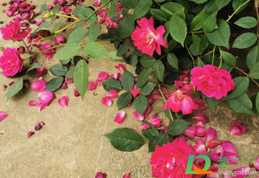 玫瑰花怎么养才不会枯萎(水养玫瑰花怎么养才不会枯萎)