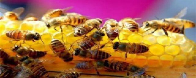 一箱中蜂过冬要几斤糖(一箱蜂过冬得喂多,公斤白糖)