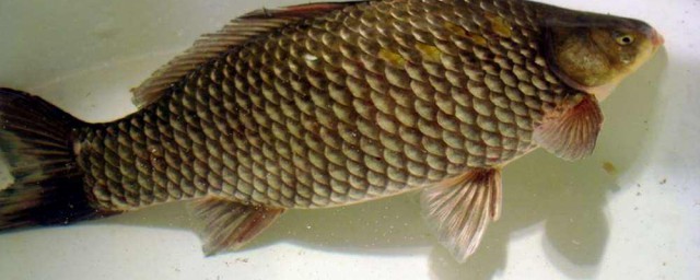 这个教程非常全面快来学了(还有这个教程)