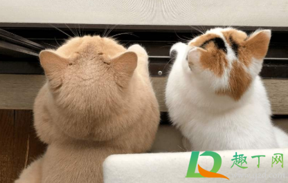 后脑勺肿了一块一按就疼怎么回事(后脑勺感觉肿了按着疼)