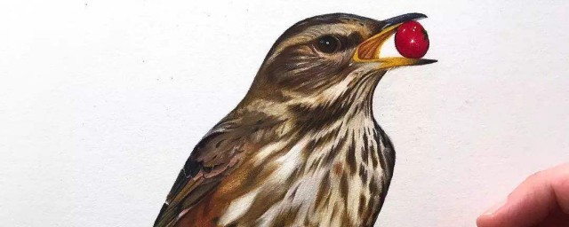 鸟的释义(鸟怎么解释)