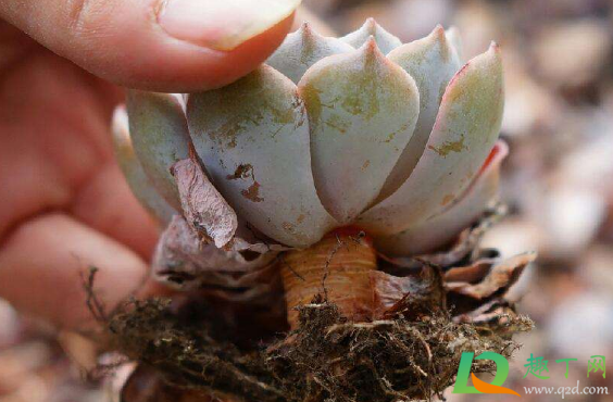 多肉修根步骤有哪些(多肉修根要修到什么程度)