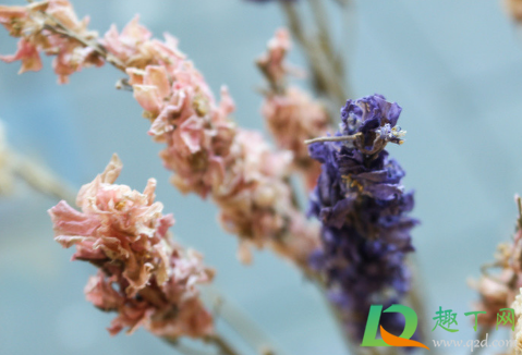 染色的干花有毒么(染色花有毒吗) 染色的干花有毒么(染色花有毒吗)