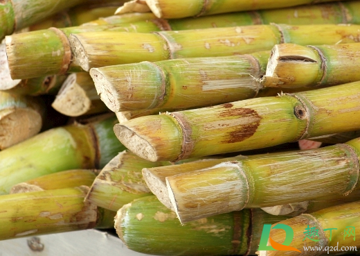 甘蔗根可以多年生长吗(甘蔗能生长几年) 甘蔗根可以多年生长吗(甘蔗能生长几年)