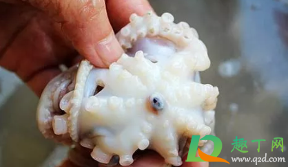八爪鱼怎么清洗要去皮吗(八爪鱼的皮怎么样可以清洗掉) 八爪鱼怎么清洗要去皮吗(八爪鱼的皮怎么样可以清洗掉)