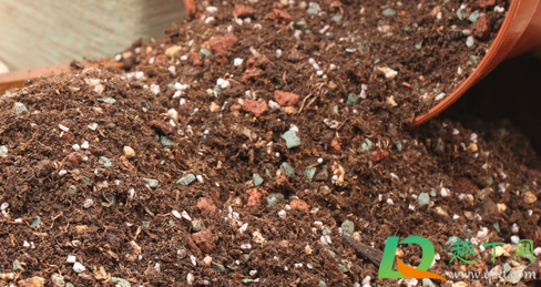 松针土可以现采现用吗(新鲜松针能直接拌土里用吗) 松针土可以现采现用吗(新鲜松针能直接拌土里用吗)