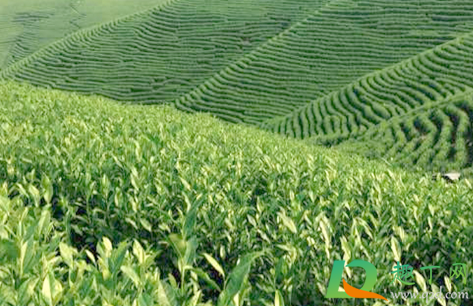 安吉白茶是不是越久越好(安吉白茶什么时候的好) 安吉白茶是不是越久越好(安吉白茶什么时候的好)