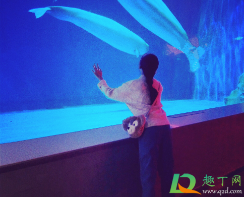 去海洋馆玩怎么拍告别游客照(海洋馆拍人像技巧)