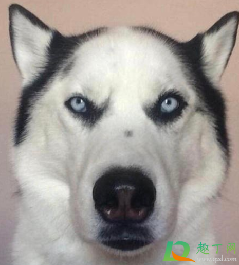 996头什么梗(9966是啥梗) 996头什么梗(9966是啥梗)