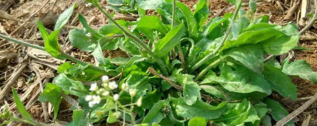 为什么说三月茵陈四月蒿(二月的茵陈三月的蒿)