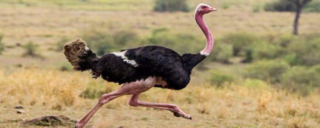 国家对个人养殖鸵鸟规定说明(个人养鸵鸟需要办啥手续)