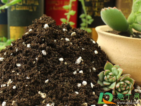 松针土可以现采现用吗(新鲜松针能直接拌土里用吗)