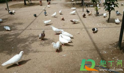 鸽子怎么喂食小鸽子(鸽子如何喂食)