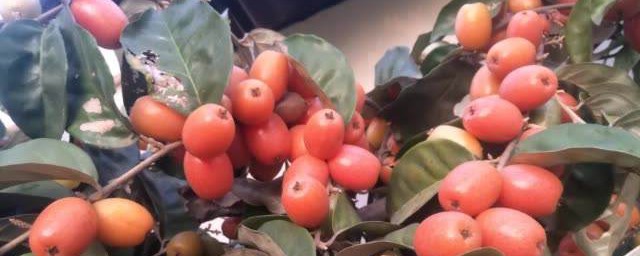 怎么吸引顾客(如何吸引顾客进店方法)