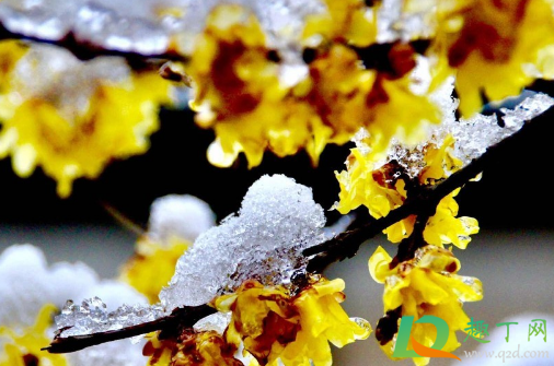 家里放干花影响时运吗(家里放干花影响桃花运吗)