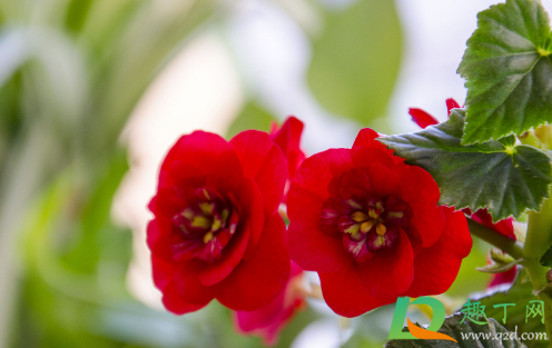 夫妻海棠好养吗(夫妻海棠盆栽)