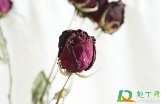 玫瑰花做成干花需要几天(玫瑰花制作干花需要多长时间)
