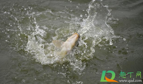 小野河鲫鱼会越钓越少吗(野钓为什么都是小鲫鱼) 小野河鲫鱼会越钓越少吗(野钓为什么都是小鲫鱼)