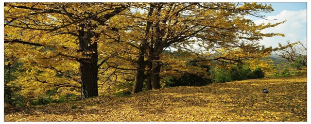 什么时候去妥乐古银杏(妥乐古银杏风景区游玩时间)