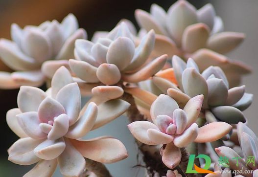 多肉修根步骤有哪些(多肉修根要修到什么程度)