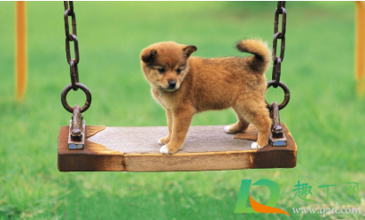 狗狗细小病毒几天可以喝水(狗狗得细小病毒三天想喝水怎么办)