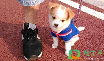 狗狗细小会肚子疼吗(狗狗得细小肚子会很疼吗)